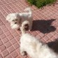 Me encanta jugar con todos los perritosss